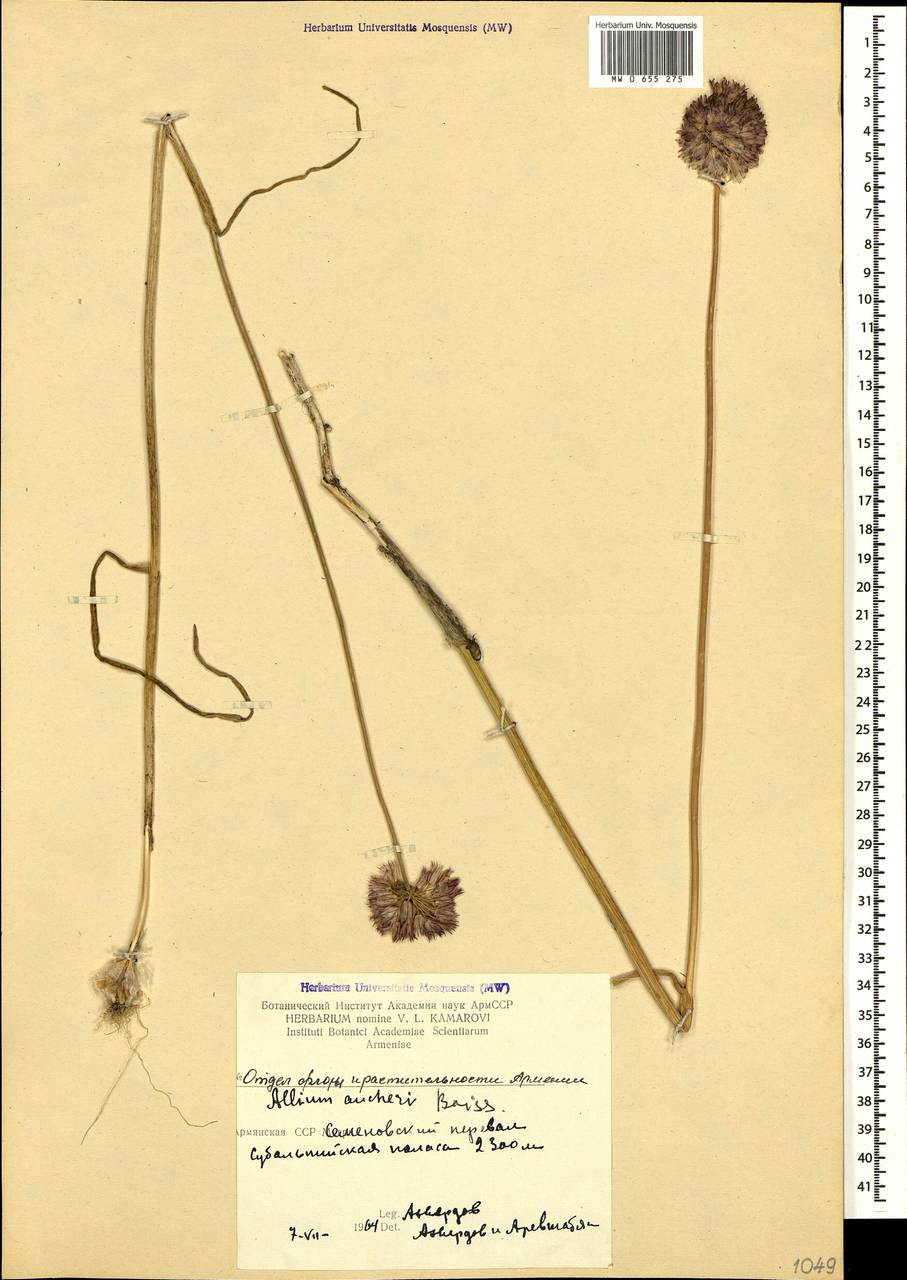 Allium aucheri Boiss., Кавказ, Армения (K5) (Армения)