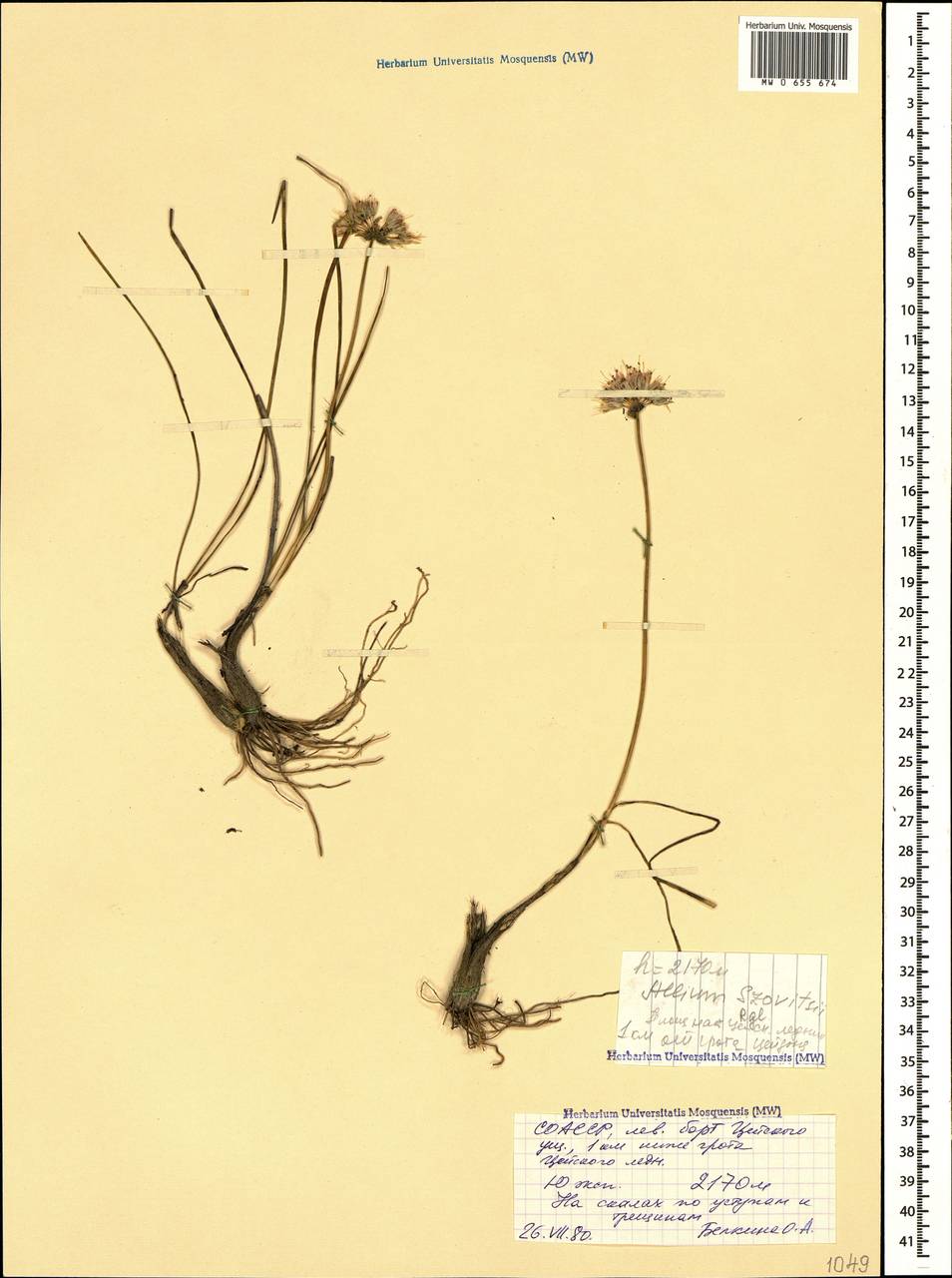 Лук Шовица, Лук Совича Regel, Кавказ, Северная Осетия, Ингушетия и Чечня (K1c) (Россия)