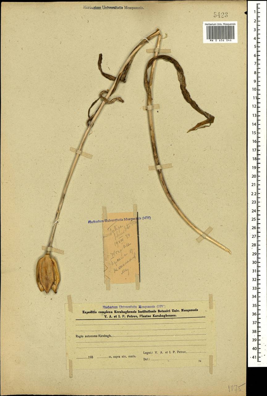 Tulipa schmidtii Fomin, Кавказ, Азербайджан (K6) (Азербайджан)