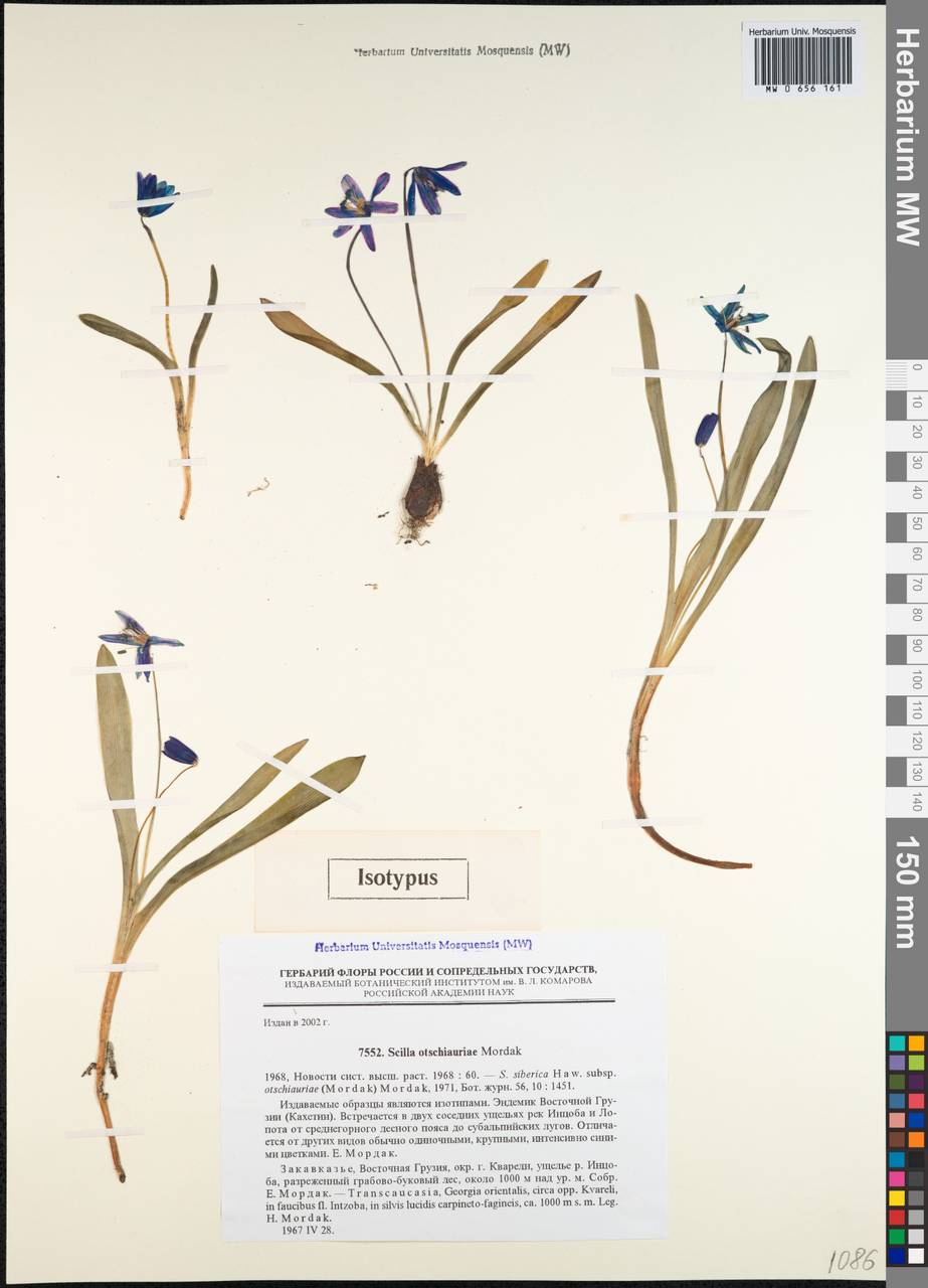Scilla siberica subsp. otschiauriae (Mordak) Mordak, Кавказ, Грузия (K4) (Грузия)