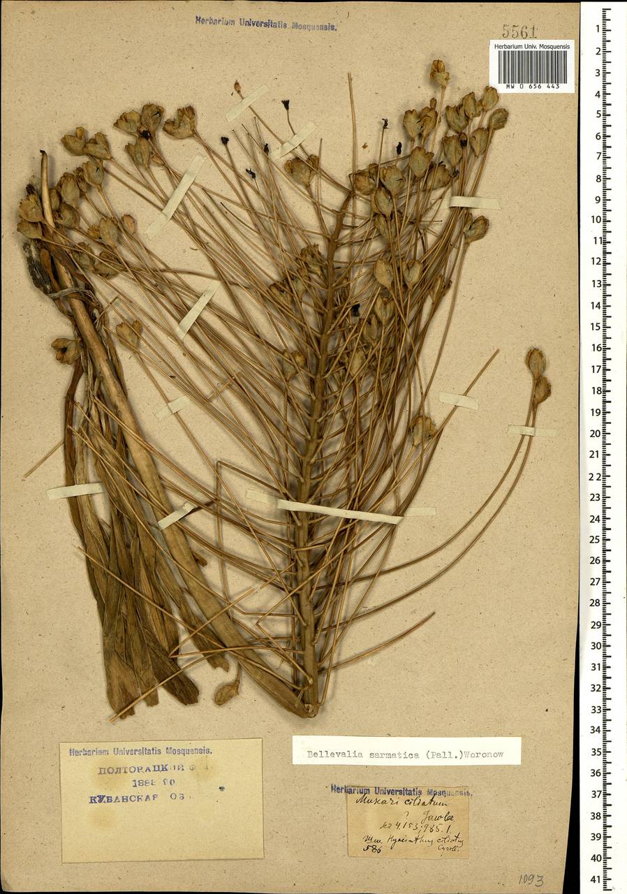 MW0656443, Bellevalia sarmatica (Бельвалия сарматская), specimen