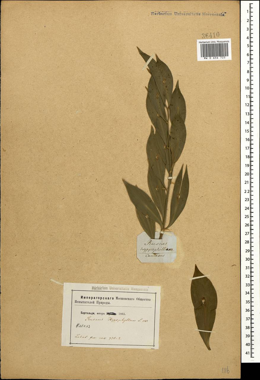 MW0656725, Ruscus colchicus (Иглица колхидская), specimen