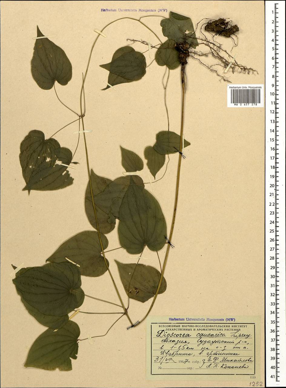 MW0657278, Dioscorea caucasica (Диоскорея кавказская), specimen