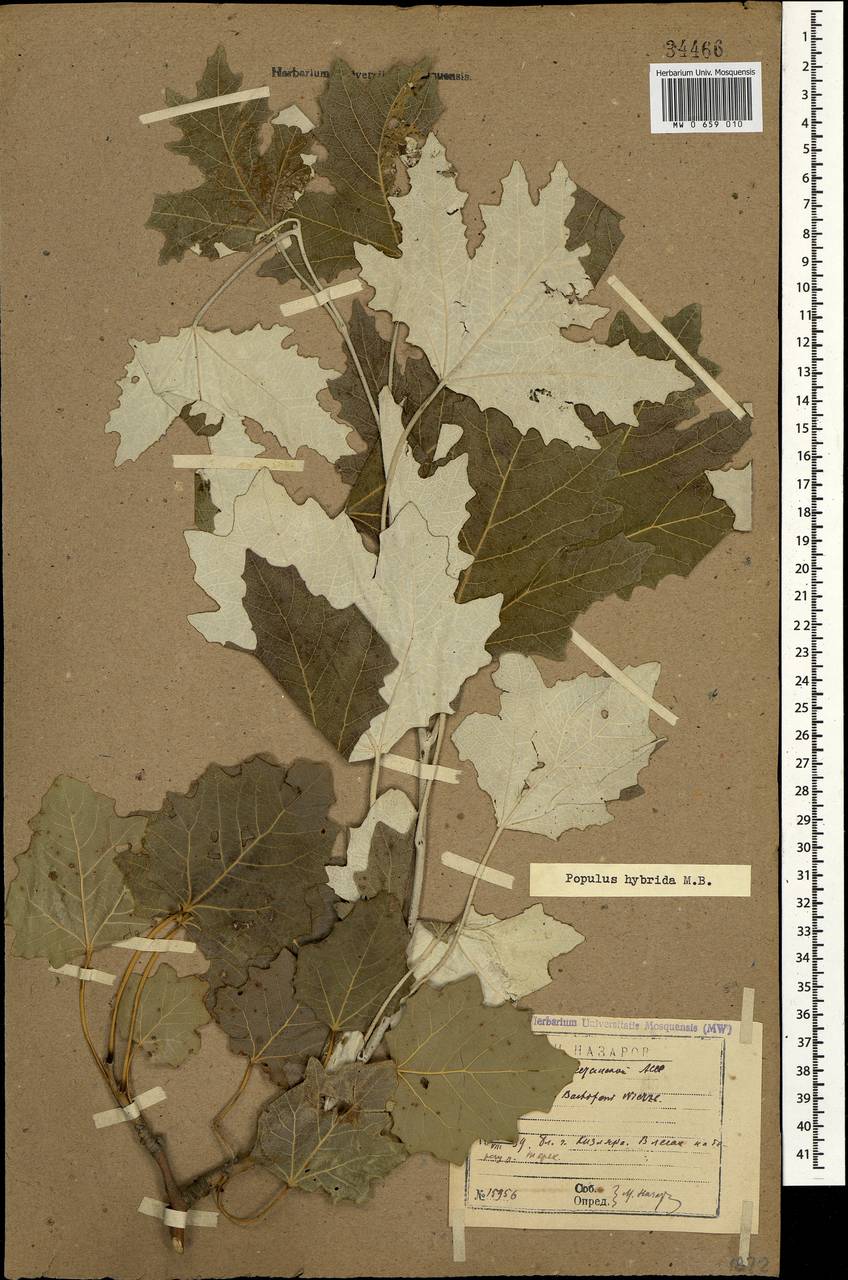 Populus × canescens (Aiton) SM. Листья