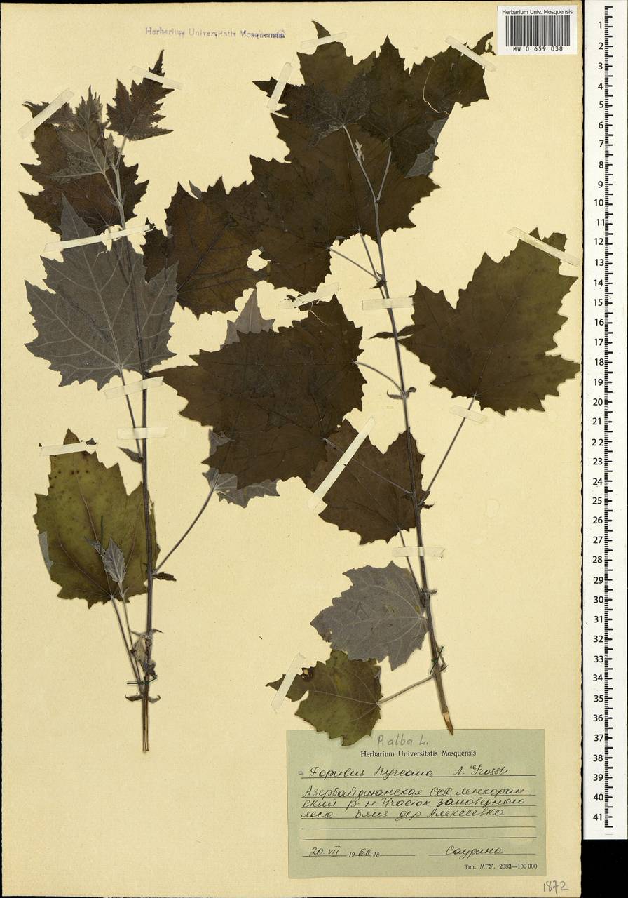 Silverleaf poplar