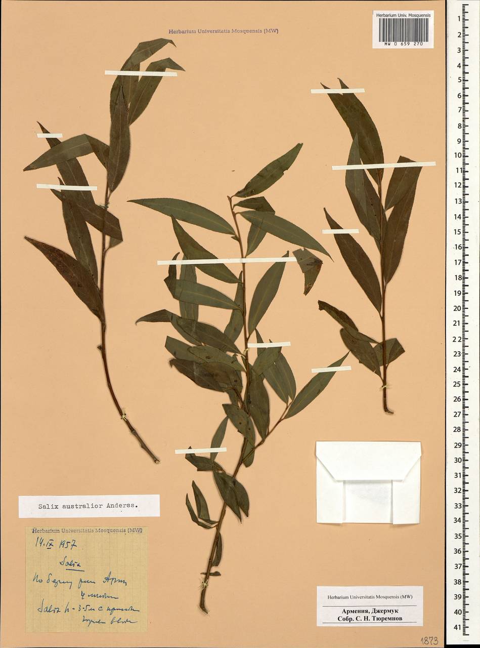 Ива южная J.F.Gmel., Кавказ, Армения (K5) (Армения)