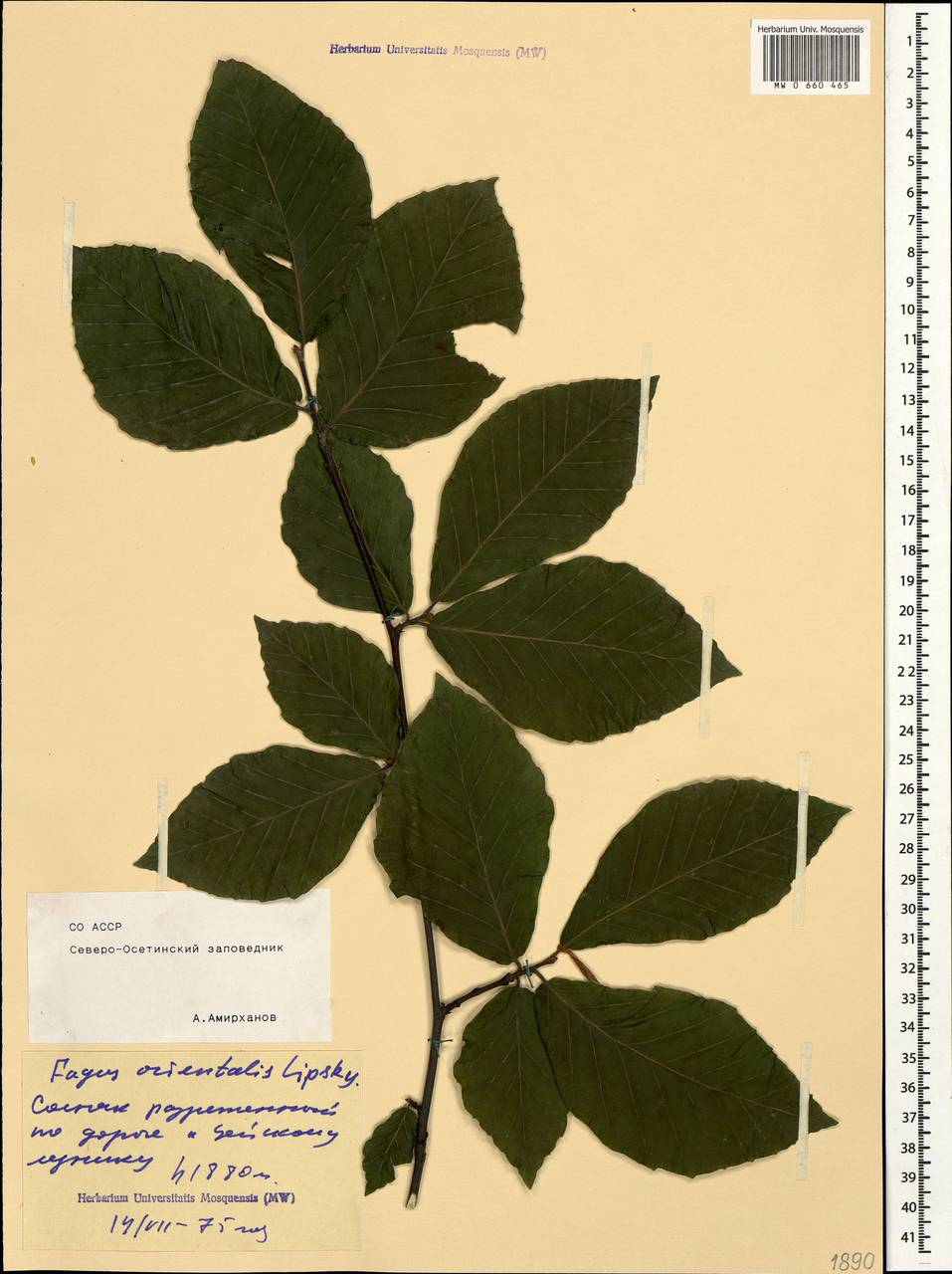 MW0660465, Fagus orientalis ( ), specimen