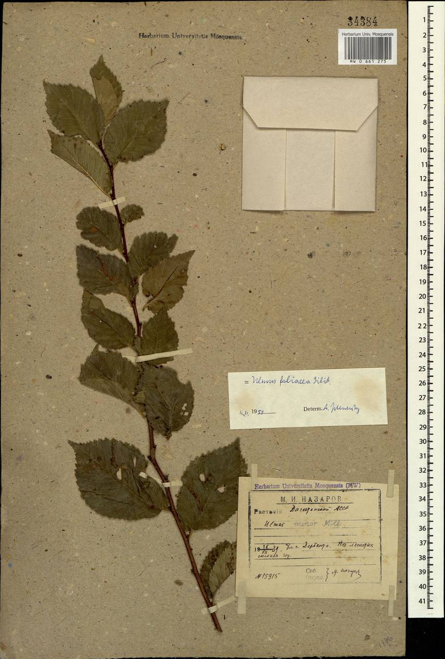 MW0661275, Ulmus minor (Вяз малый), specimen