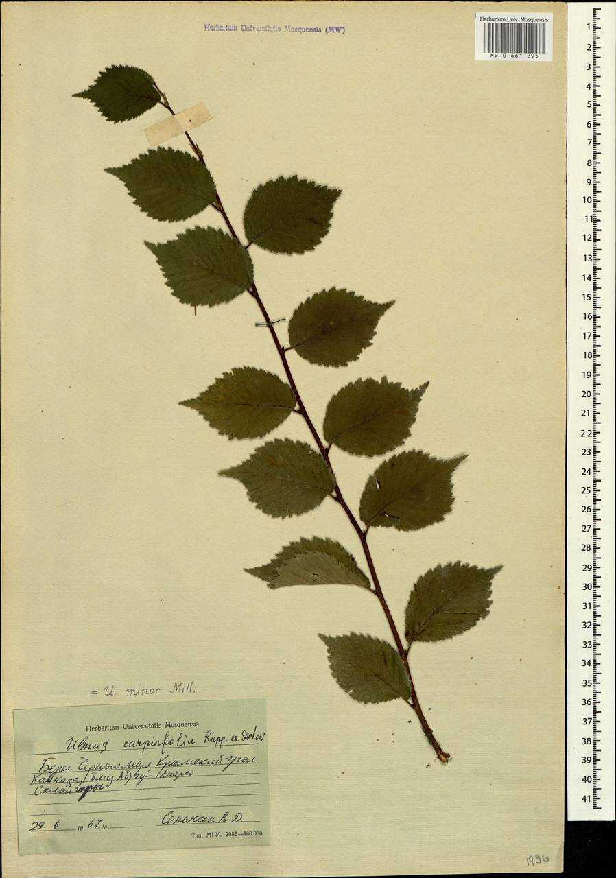 MW0661295, Ulmus minor (Вяз малый), specimen