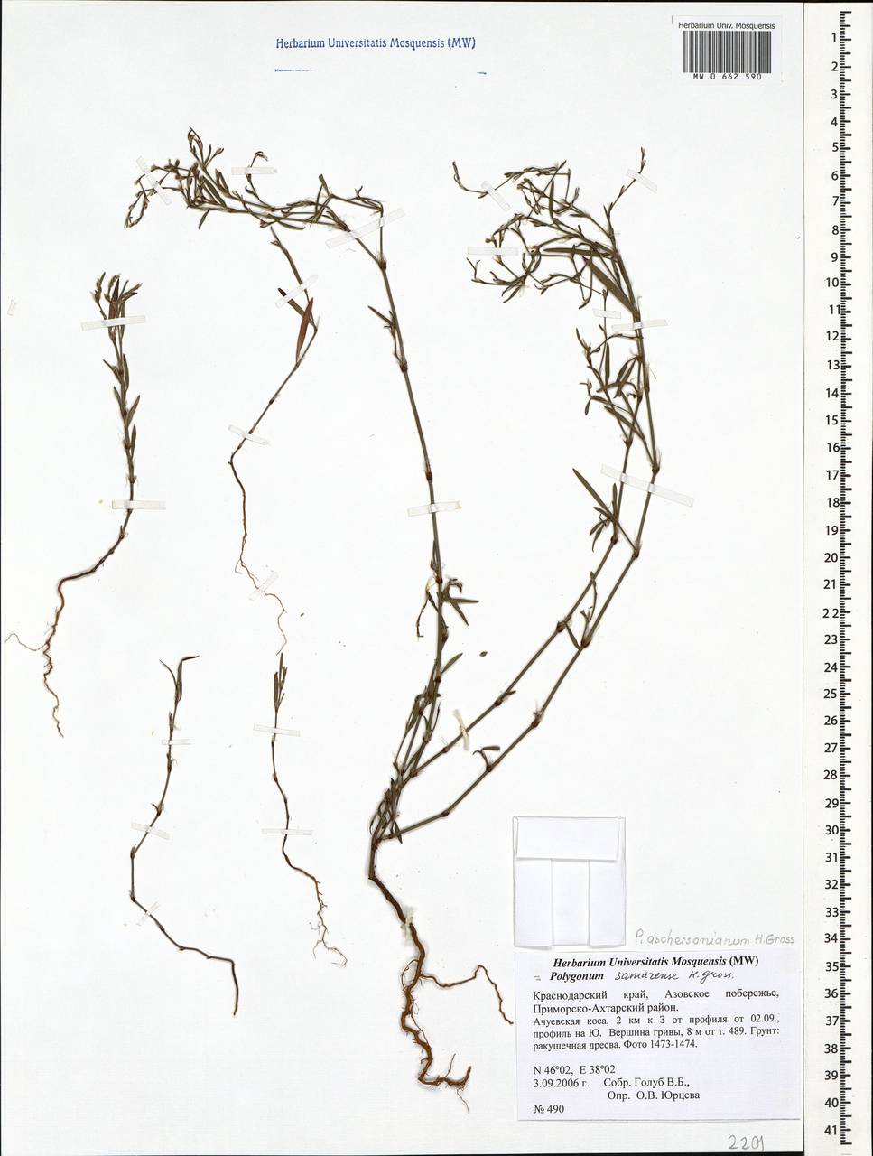 Спорыш Ашерсона H. Gross, Кавказ, Краснодарский край и Адыгея (K1a) (Россия)