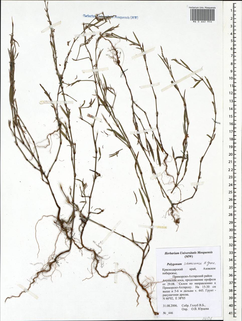 Спорыш Ашерсона H. Gross, Кавказ, Краснодарский край и Адыгея (K1a) (Россия)