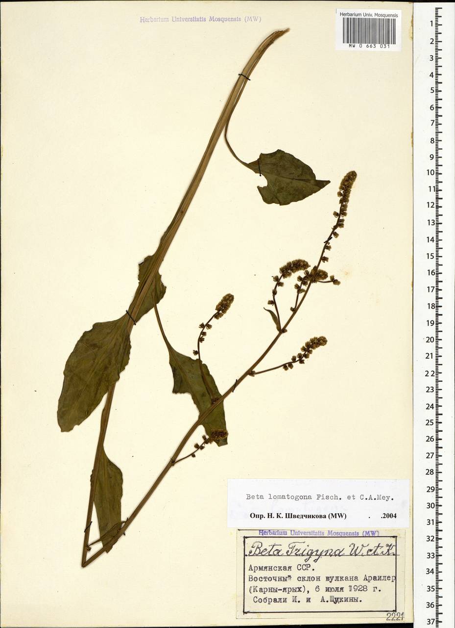 Beta lomatogona Fisch. & C. A. Mey., Кавказ, Армения (K5) (Армения)