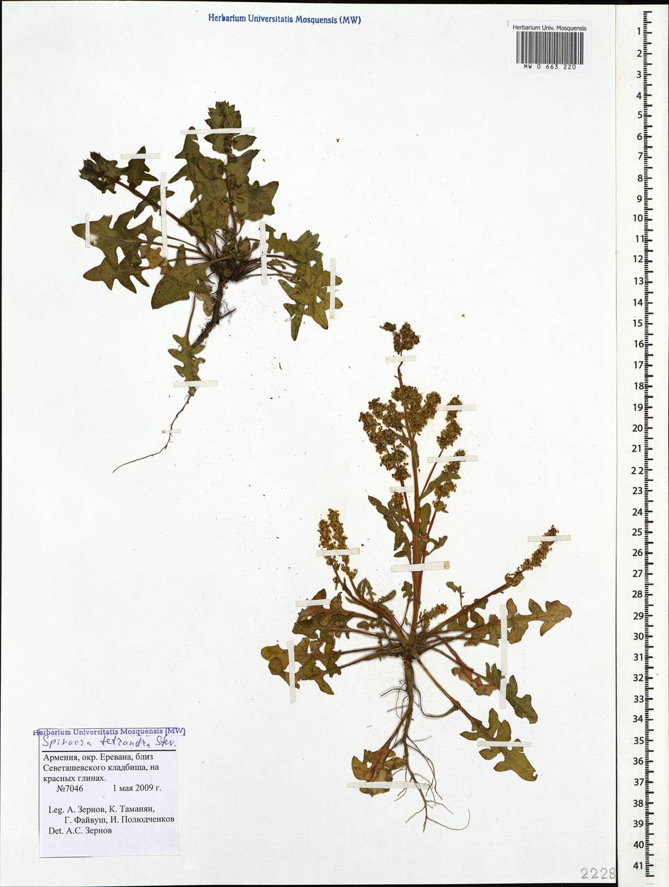Шпинат четырехтычинковый M. Bieb., Кавказ, Армения (K5) (Армения)