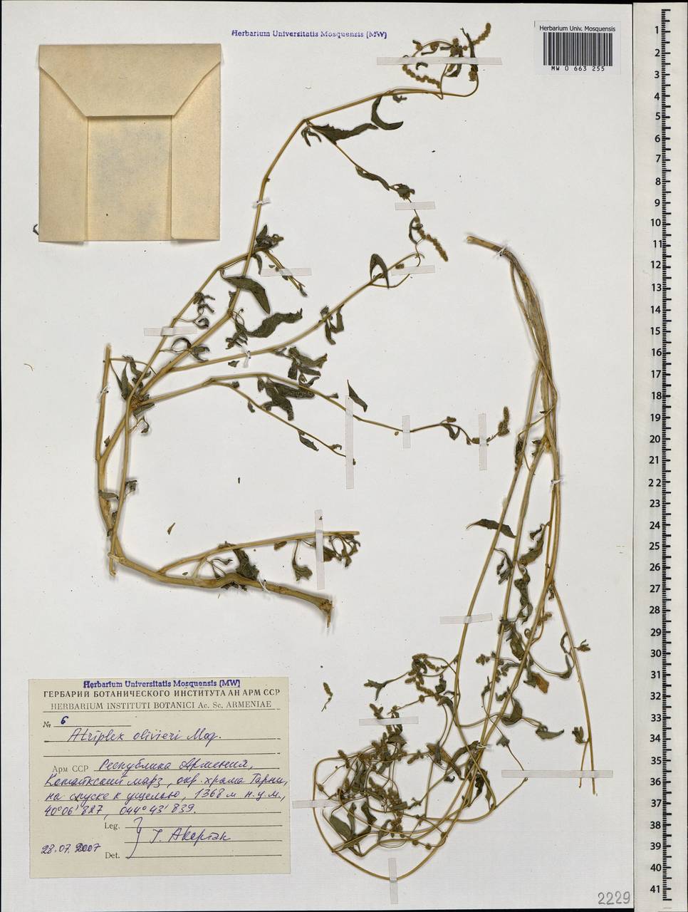 Atriplex olivieri Moq., Кавказ, Армения (K5) (Армения)