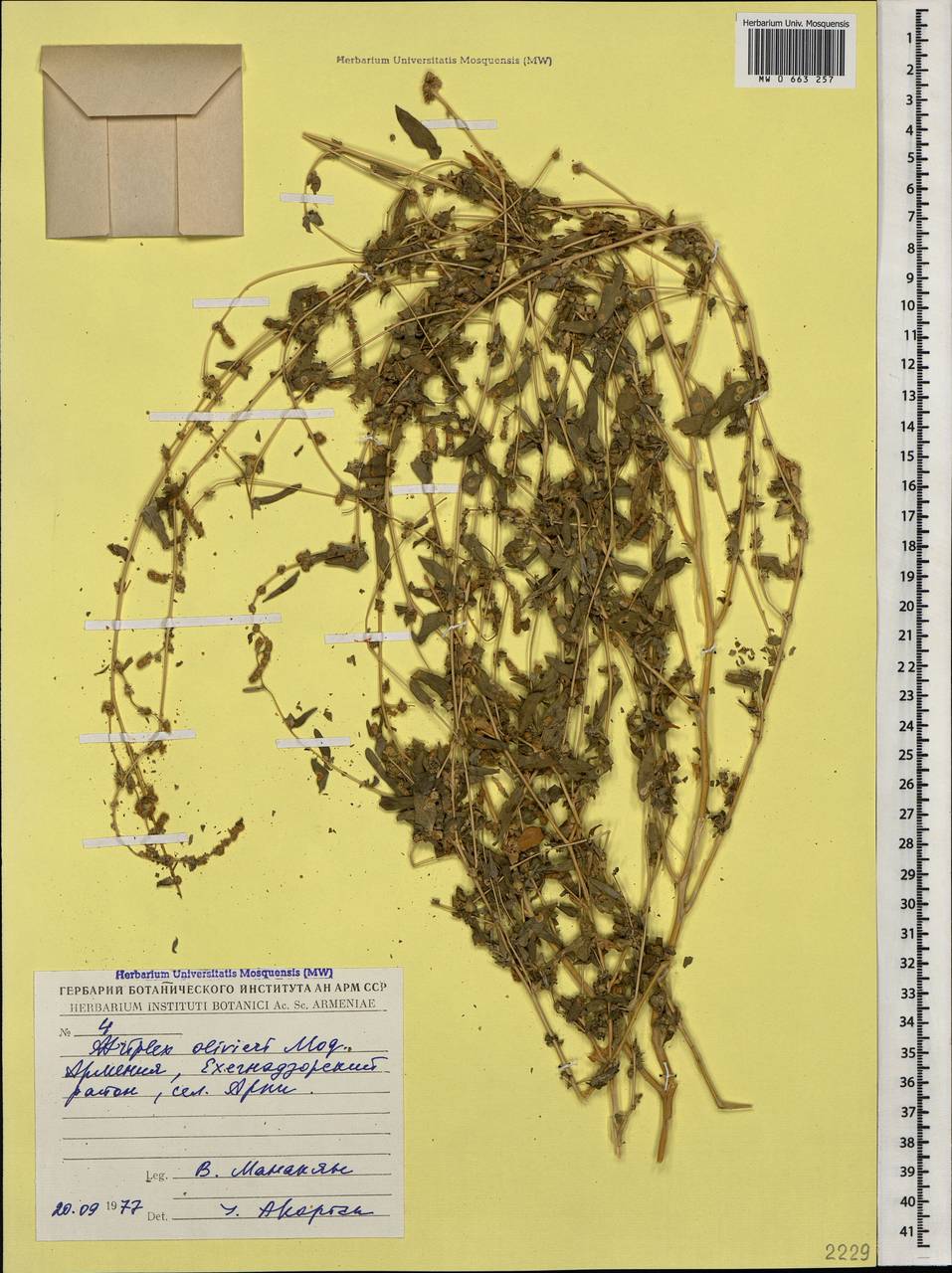 Atriplex olivieri Moq., Кавказ, Армения (K5) (Армения)