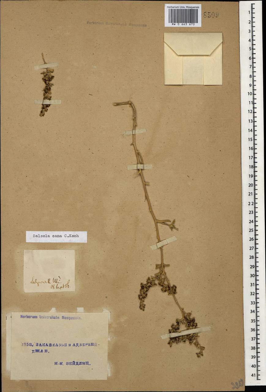 Kaviria cana subsp. cana, Кавказ, Турецкий Кавказ (K7) (Турция)