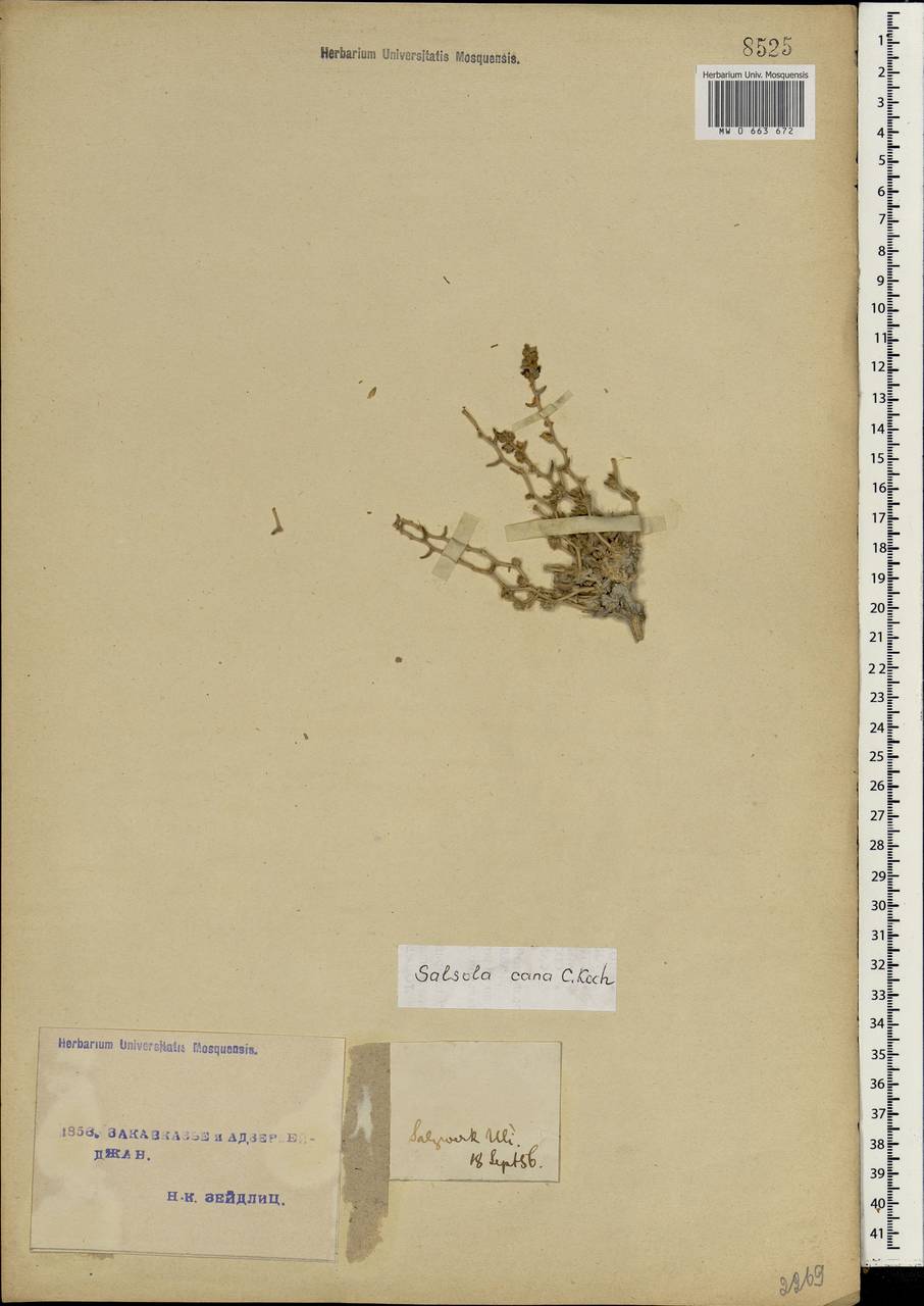 Kaviria cana subsp. cana, Кавказ, Турецкий Кавказ (K7) (Турция)