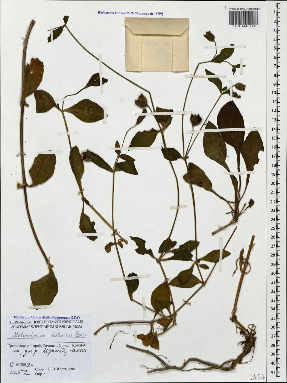 Смолевка Балансы Boiss., Кавказ, Краснодарский край и Адыгея (K1a) (Россия)