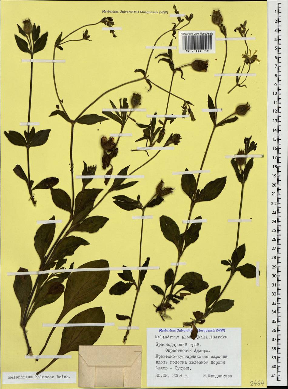 Смолевка Балансы Boiss., Кавказ, Черноморское побережье (от Новороссийска до Адлера) (K3) (Россия)