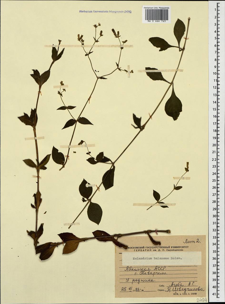 Смолевка Балансы Boiss., Кавказ, Абхазия (K4a) (Абхазия)