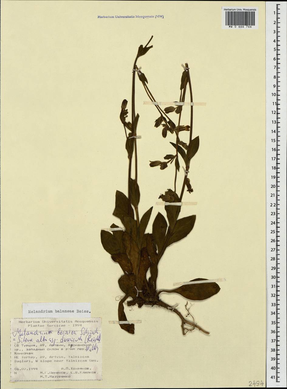 Смолевка Балансы Boiss., Кавказ, Турецкий Кавказ (K7) (Турция)