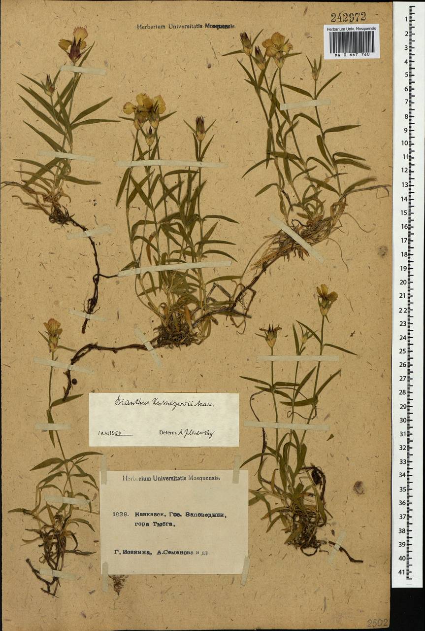 Гвоздика Кузнецова Marcovicz, Кавказ, Краснодарский край и Адыгея (K1a) (Россия)