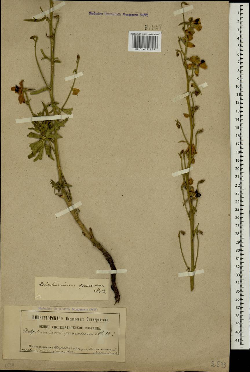 MW0668945, Delphinium speciosum (Живокость красивая), specimen