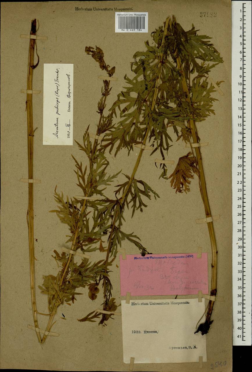 Борец опушенный (Rupr.) Trautv., Кавказ, Ставропольский край, Карачаево-Черкесия, Кабардино-Балкария (K1b) (Россия)