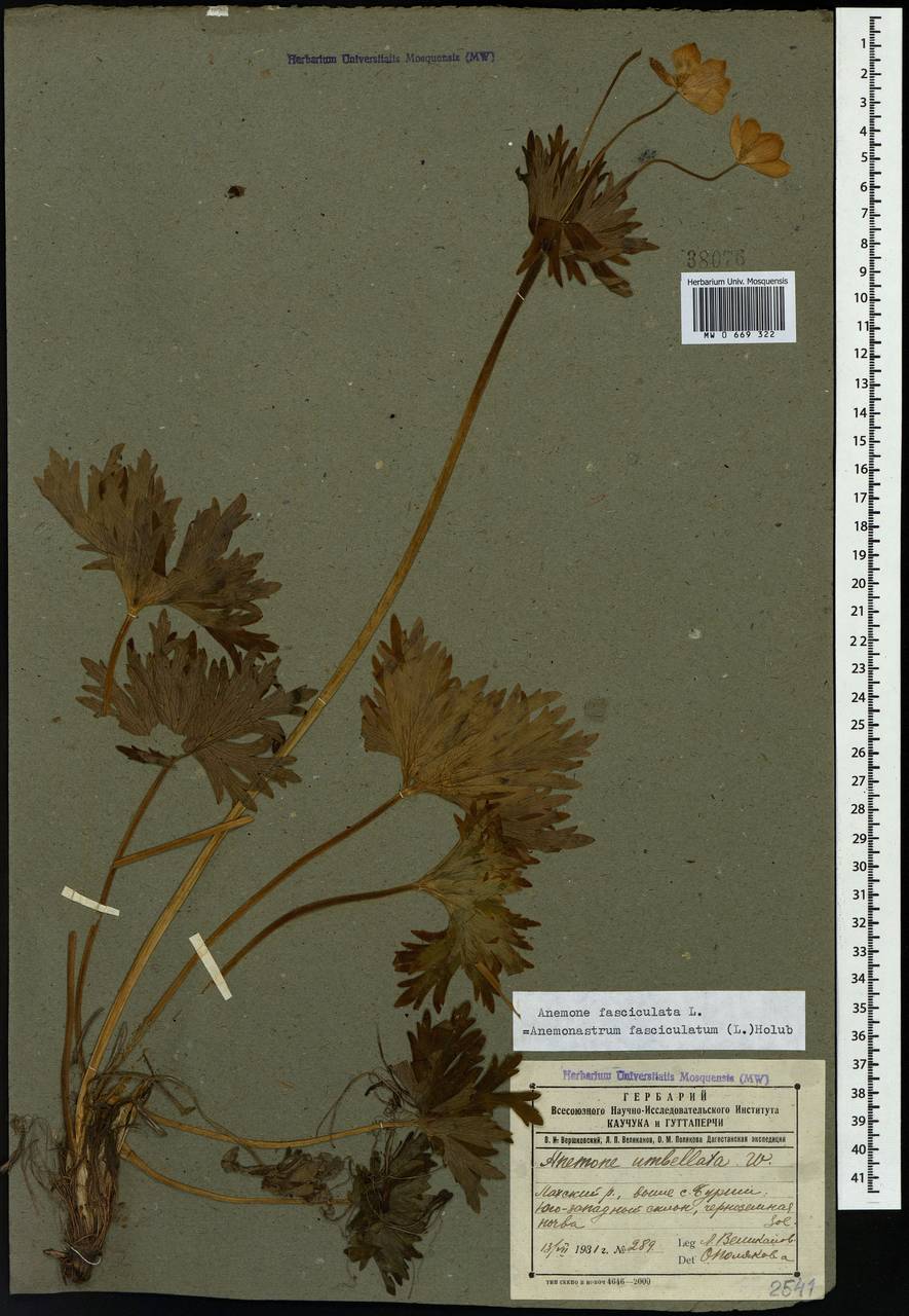 Anemonastrum narcissiflorum subsp. fasciculatum (L.) Raus, Кавказ, Дагестан (K2) (Россия)