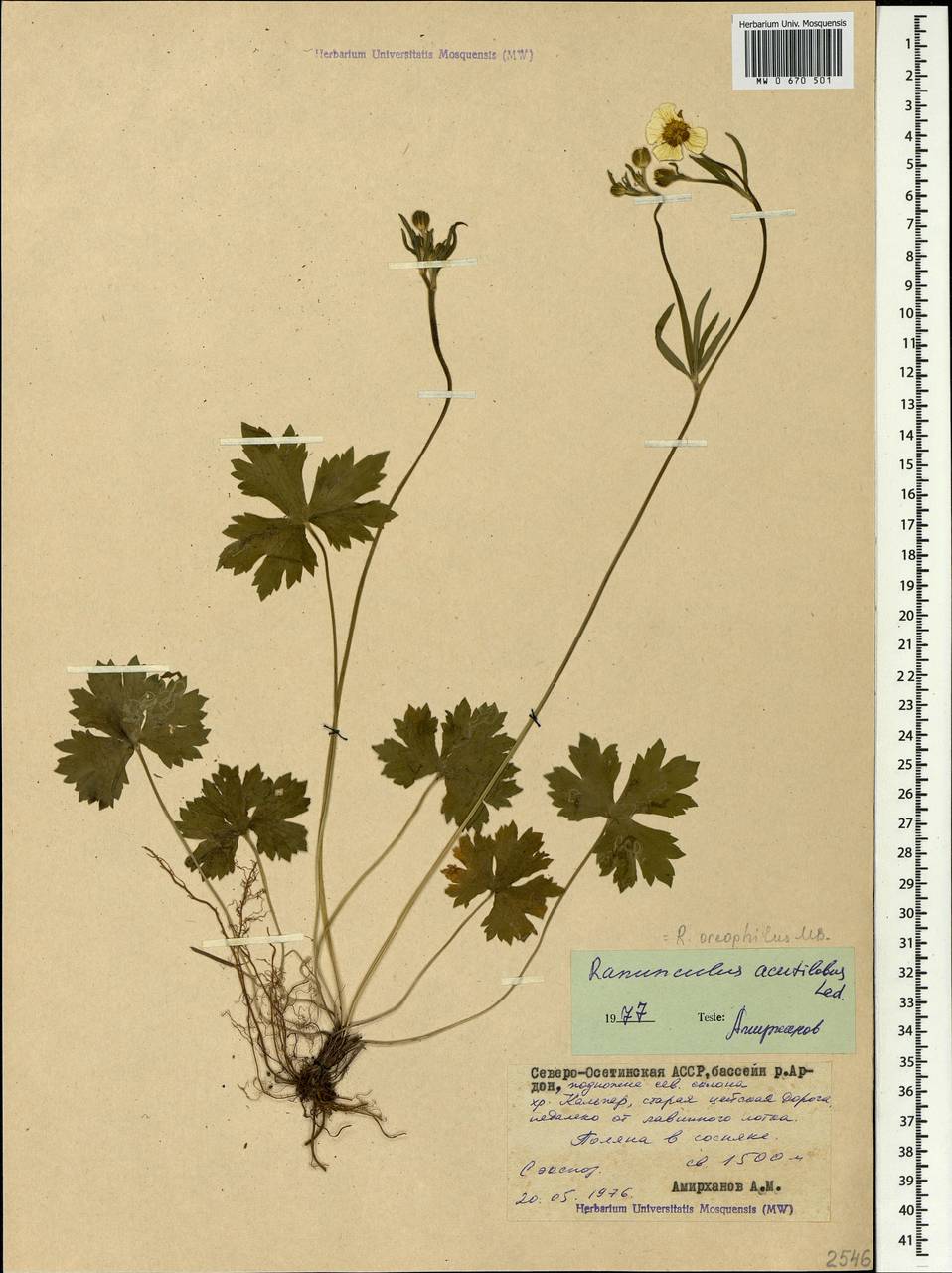 Корневая система лютиков. Лютик горный. Ranunculus oreophilus гербарий. Лютик горный Мисс Аустрия. Рисунок Ranunculus gmelinii DC. — Лютик Гмелина