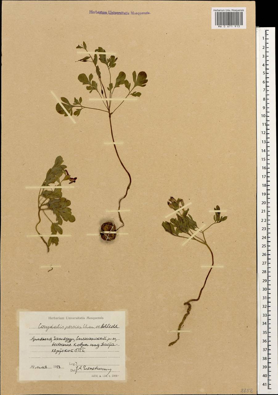 Corydalis verticillaris subsp. verticillaris, Кавказ, Армения (K5) (Армения)