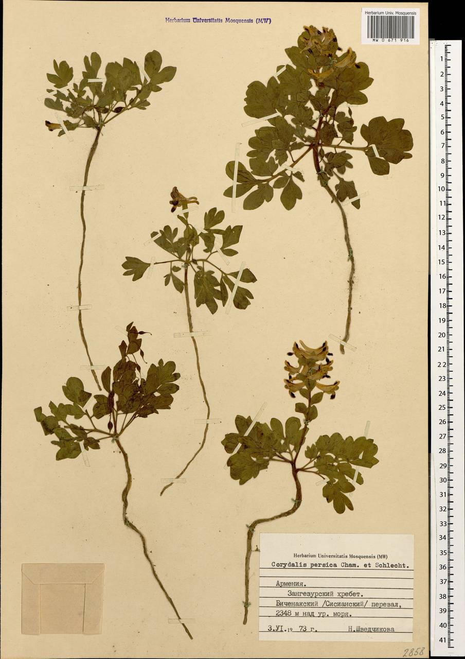 Corydalis verticillaris subsp. verticillaris, Кавказ, Армения (K5) (Армения)
