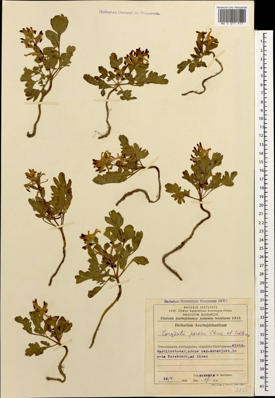 Corydalis verticillaris subsp. verticillaris, Кавказ, Азербайджан (K6) (Азербайджан)