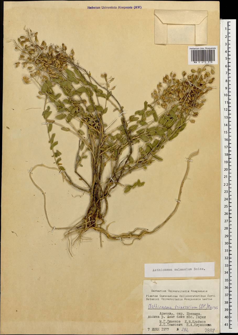 Noccaea trinervia (DC.) Steud., Кавказ, Армения (K5) (Армения)