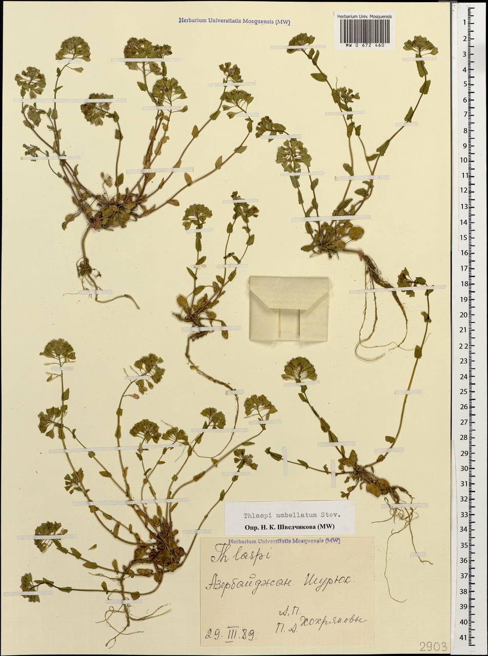 Friedrichkarlmeyeria umbellata (Steven ex DC.) T. Ali & Thines, Кавказ, Азербайджан (K6) (Азербайджан)