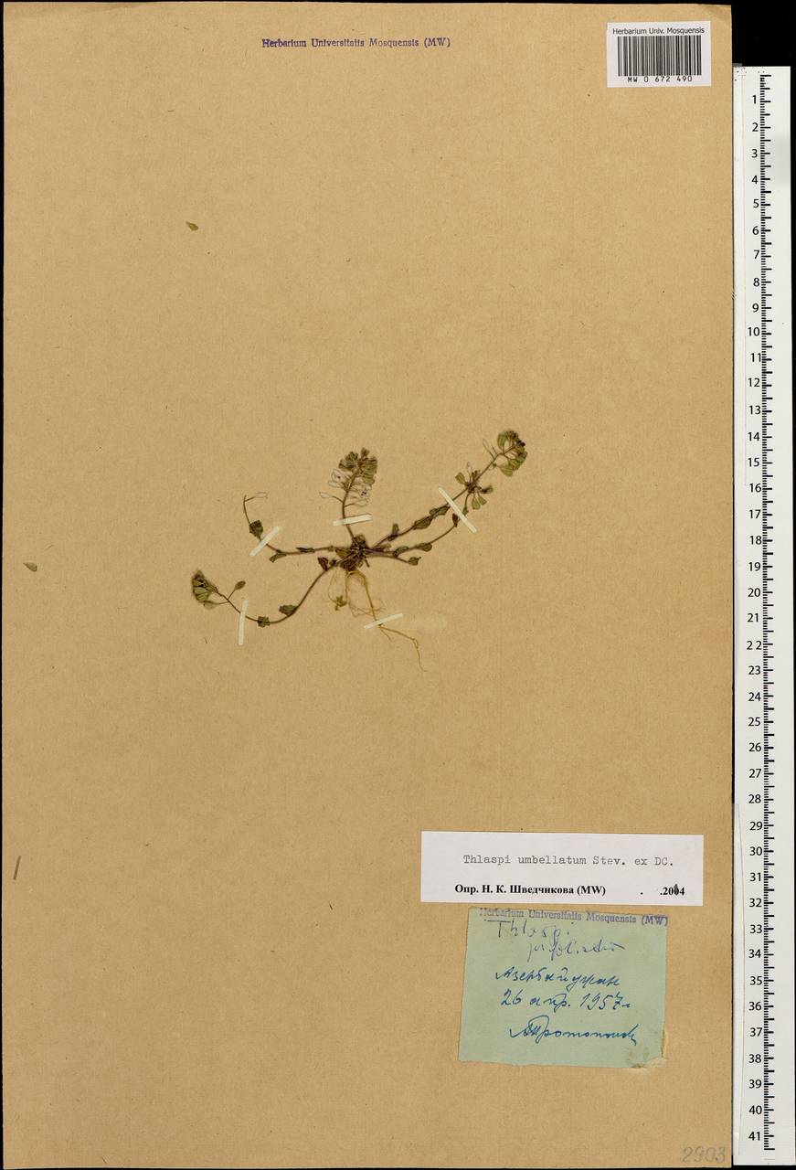 Friedrichkarlmeyeria umbellata (Steven ex DC.) T.Ali & Thines, Кавказ, Азербайджан (K6) (Азербайджан)