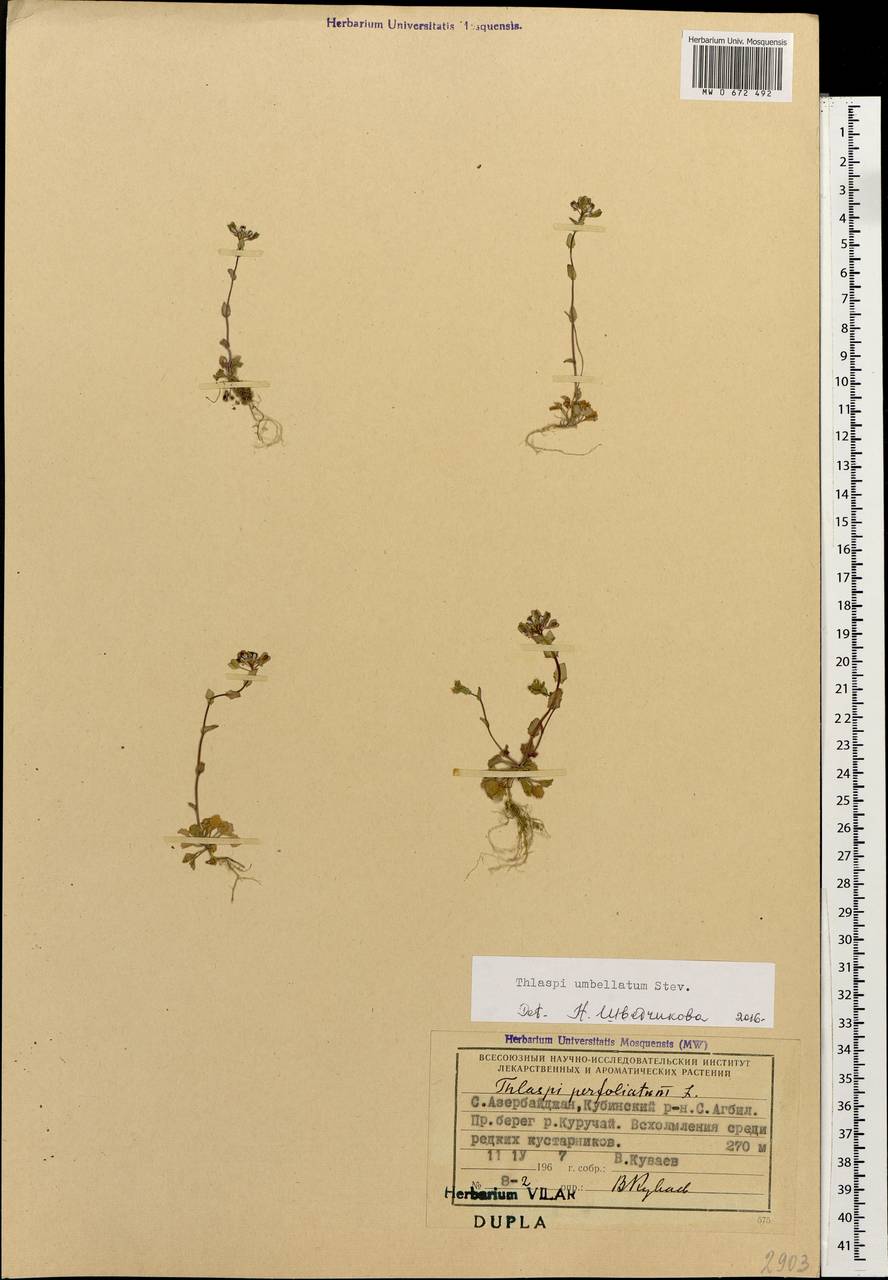 Friedrichkarlmeyeria umbellata (Steven ex DC.) T.Ali & Thines, Кавказ, Азербайджан (K6) (Азербайджан)