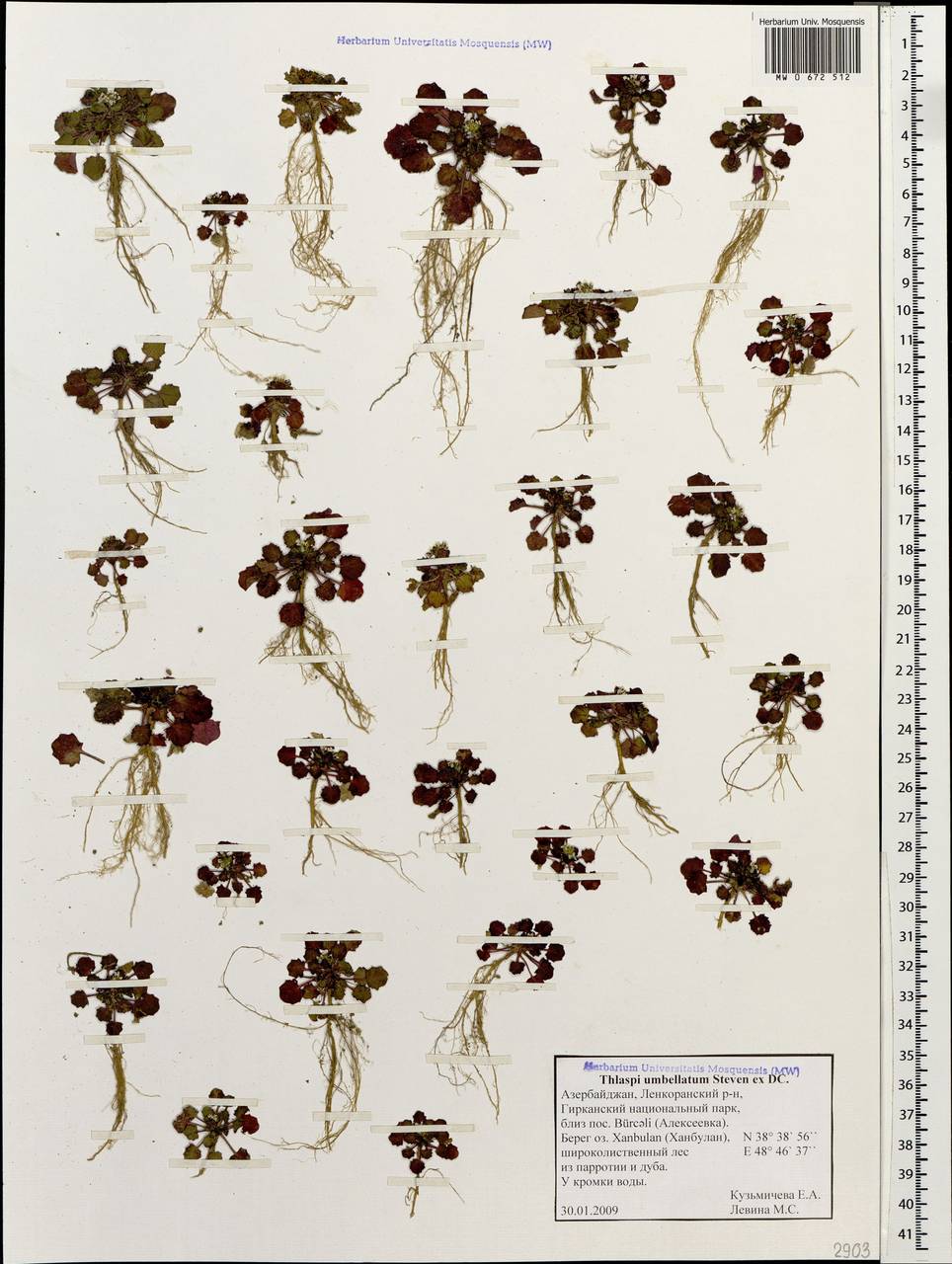 Friedrichkarlmeyeria umbellata (Steven ex DC.) T.Ali & Thines, Кавказ, Азербайджан (K6) (Азербайджан)