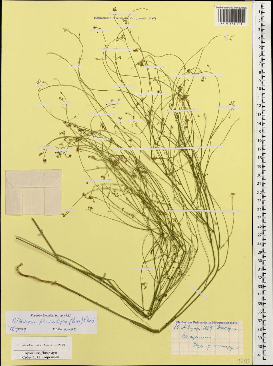Peltariopsis planisiliqua (Boiss.) N.Busch, Кавказ, Армения (K5) (Армения)