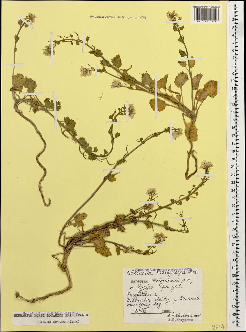 Alliaria taurica (Adam) V.I.Dorof., Кавказ, Дагестан (K2) (Россия)