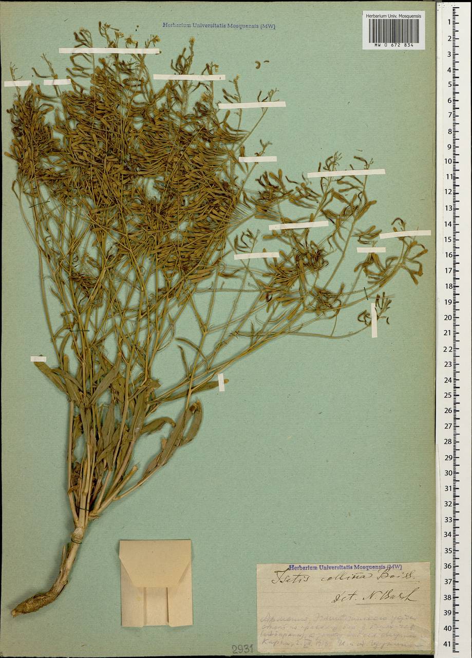 Isatis brachycarpa C.A.Mey., Кавказ, Армения (K5) (Армения)