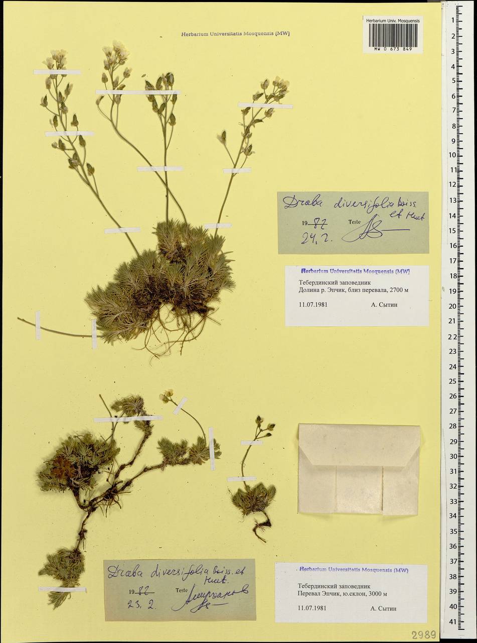 Draba bruniifolia subsp. bruniifolia, Кавказ, Ставропольский край, Карачаево-Черкесия, Кабардино-Балкария (K1b) (Россия)