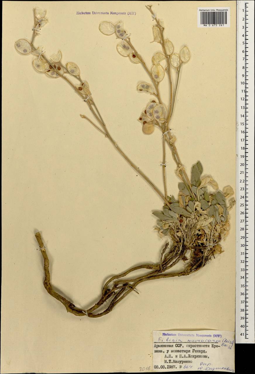 Фибигия крупноплодная (Boiss.) Boiss., Кавказ, Армения (K5) (Армения)
