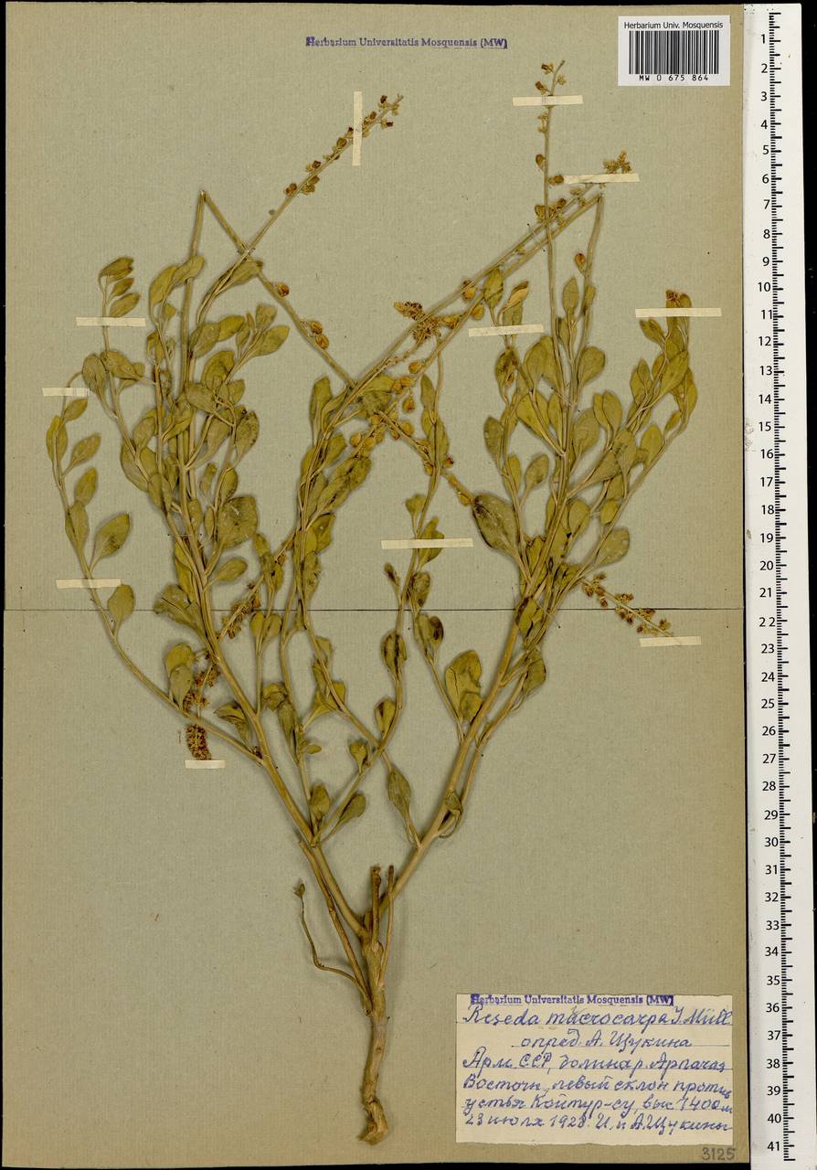 Резеда мелкоплодная Müll. Arg., Кавказ, Армения (K5) (Армения)