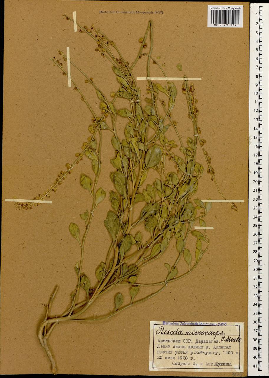Резеда мелкоплодная Müll. Arg., Кавказ, Армения (K5) (Армения)