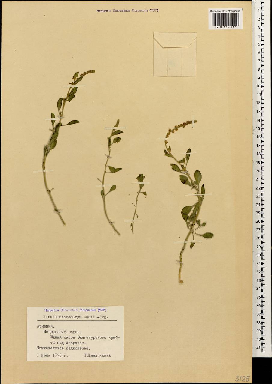 Резеда мелкоплодная Müll. Arg., Кавказ, Армения (K5) (Армения)