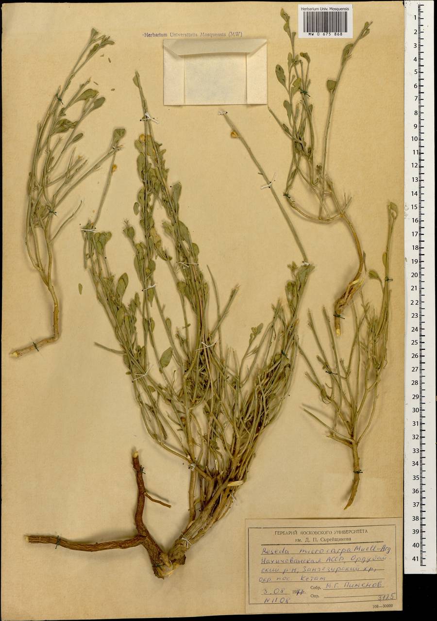 Резеда мелкоплодная Müll. Arg., Кавказ, Азербайджан (K6) (Азербайджан)