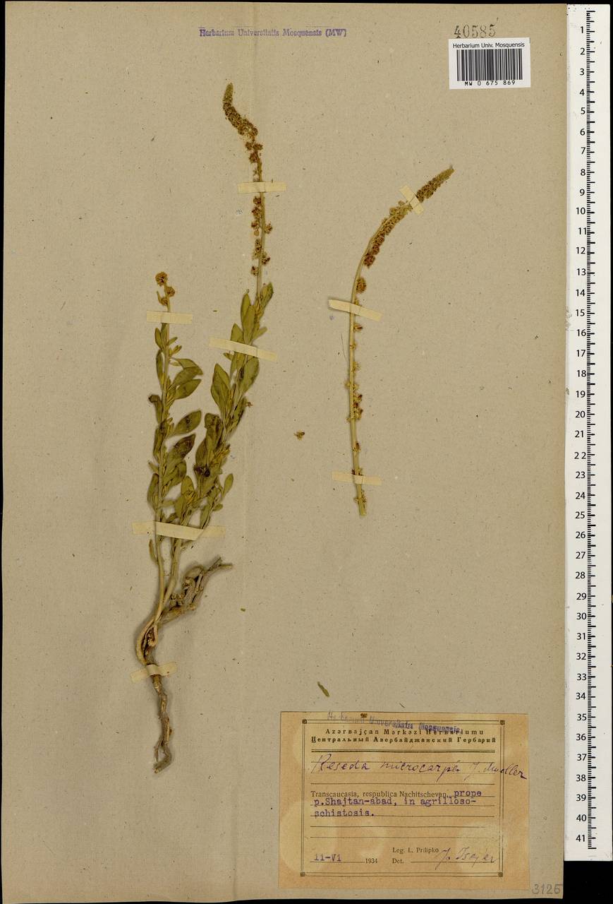 Резеда мелкоплодная Müll. Arg., Кавказ, Азербайджан (K6) (Азербайджан)