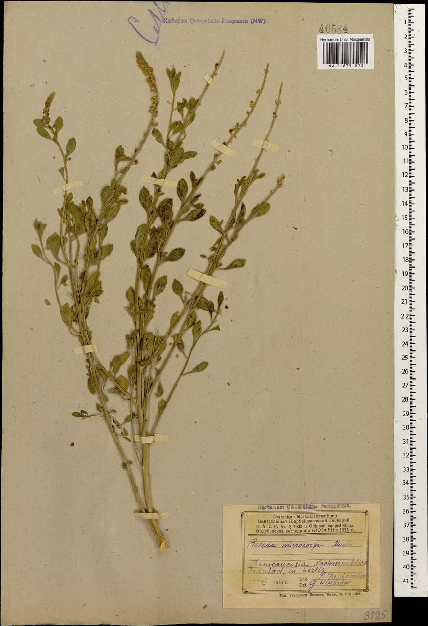 Резеда мелкоплодная Müll. Arg., Кавказ, Азербайджан (K6) (Азербайджан)