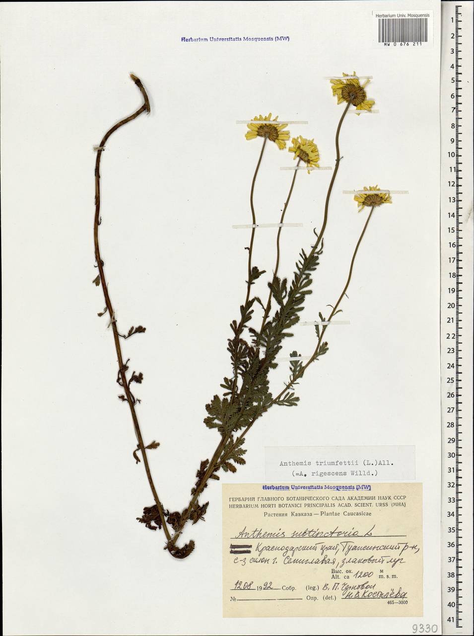 MW0676211, Anthemis triumfetti (Пупавка Триумфетта), specimen